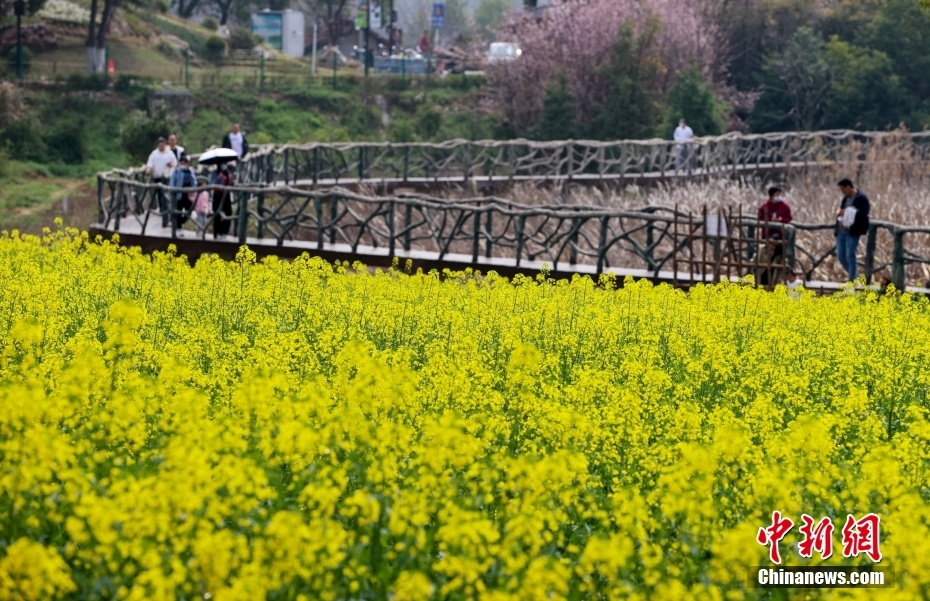 武汉油菜花次第开放湖光山色中尽享田园野趣